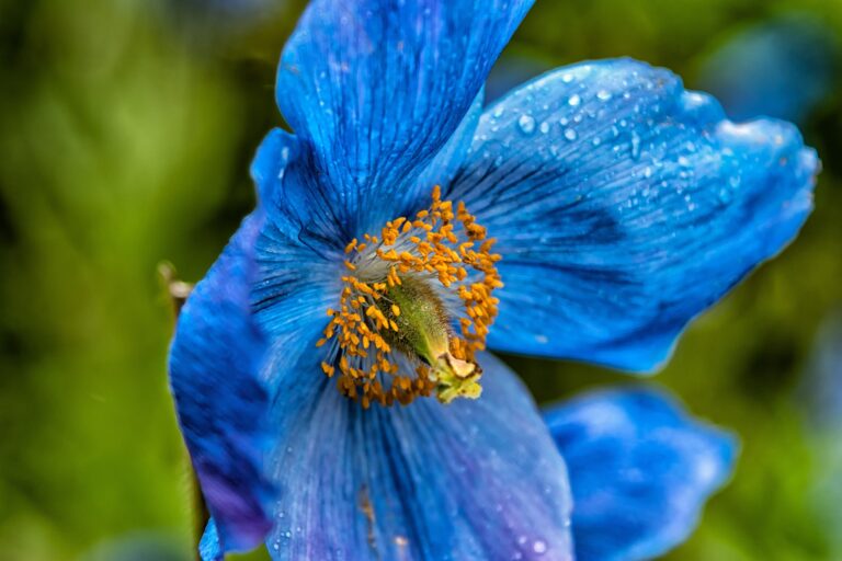 blue-poppy-2406935_1920