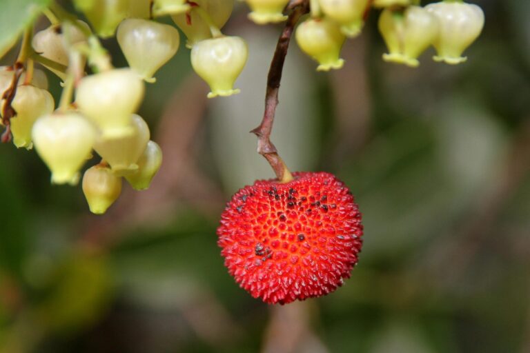 strawberry-tree